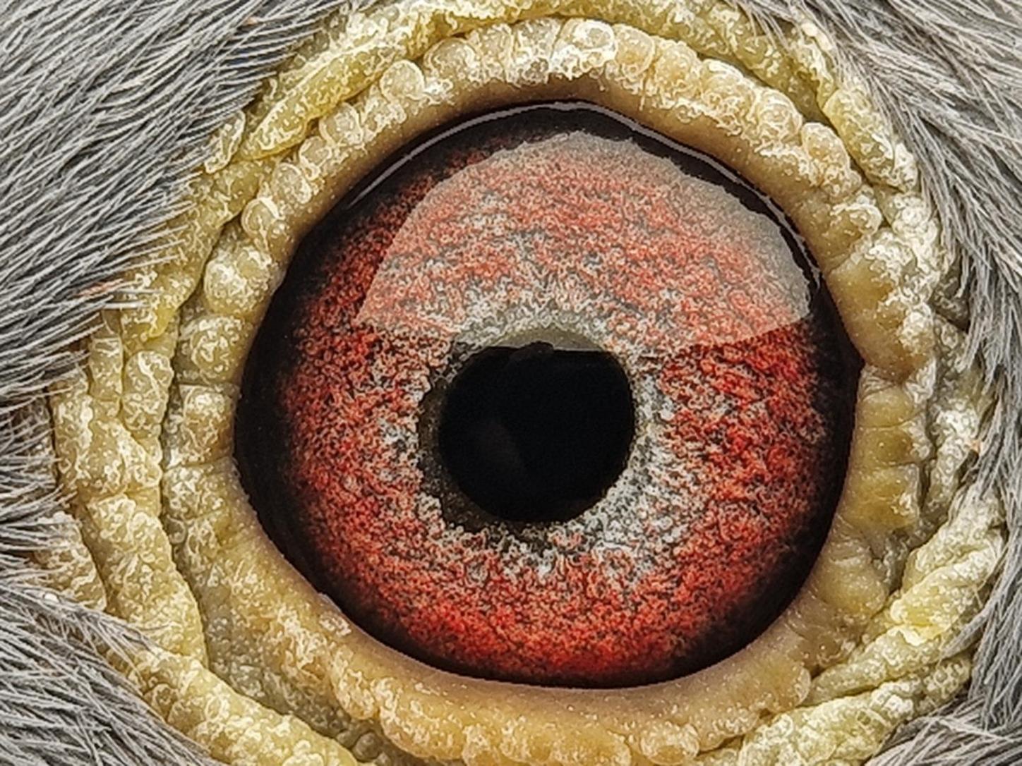 Pigeon eye